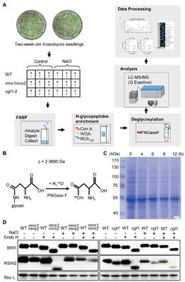 Comparative Label-Free Quantitative Proteomics Analysis Reveals the Essential Roles of N-Glycans in Salt Tolerance by Modulating Protein Abundance in Arabidopsis